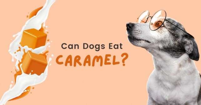 can dogs eat caramel