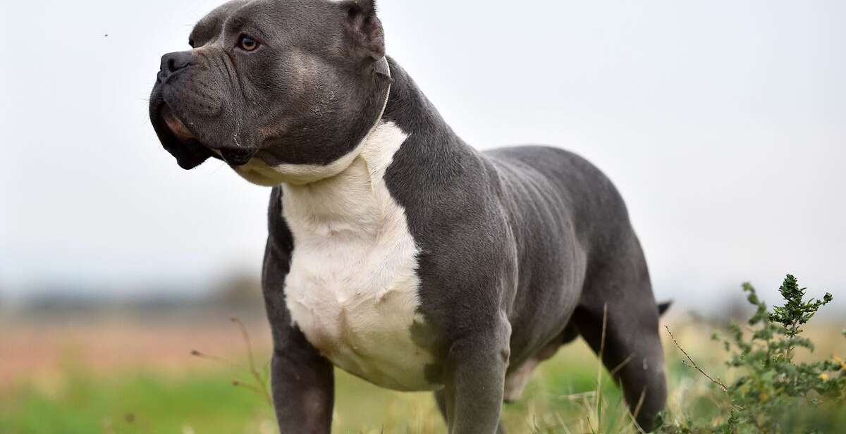 American Bully XL Breed Ban